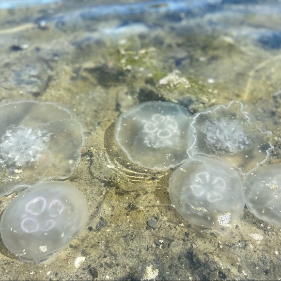 Meet your Posher🙋‍♂️ - Picture 4 of 4